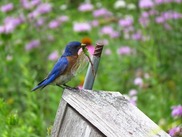 Bird City Michigan - Bird Image 