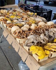 mushroom