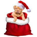 holiday dog