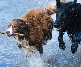 Dogs in Water