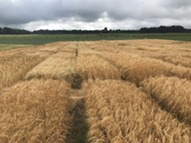 Michigan barley 