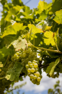 Michigan wine grapes