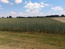 Cereal rye in Michigan