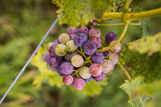 Michigan wine grapes in veraison 600x400