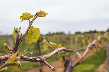 Spring vineyard in Michigan