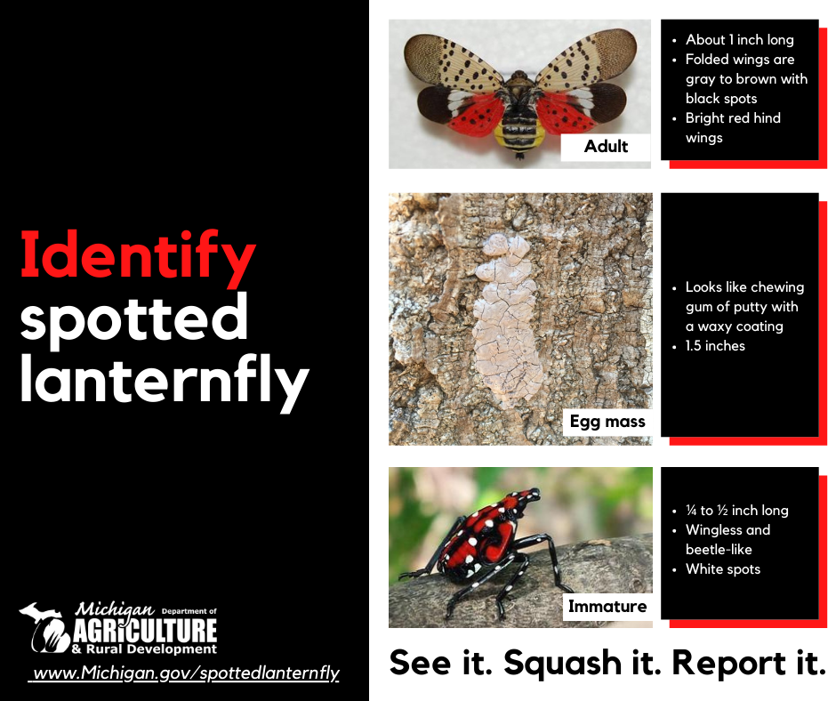 MDARD asks Michiganders to be on the lookout for spotted lanternfly, an invasive species threatening agriculture, natural resources