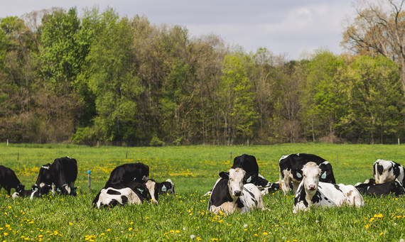 Dairy-Heifers