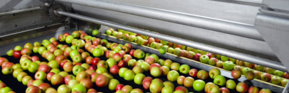 Apples on a conveyor