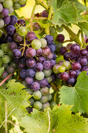 Michigan grapes image