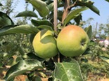 Two apples together on a limb in Michigan