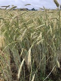 Michigan small grain growing in field in sunlight