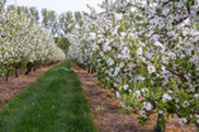 Apple Blossoms