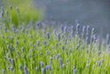 Michigan lavender