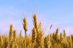 Wheat field image