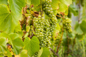 Michigan wine grapes