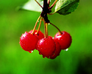 Bundle of tart cherries