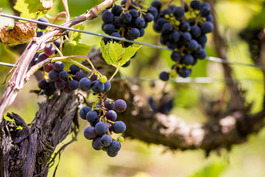 Image of Wine Grapes