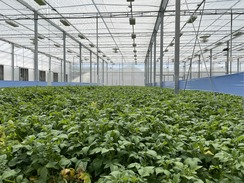 Potato Plants