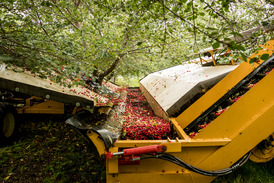 Cherry Harvesting
