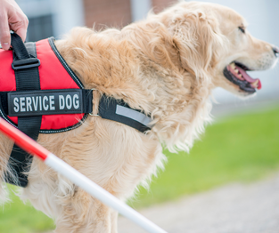 Photograph of a service dog
