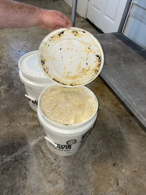 Photograph of a moldy bucket of Dancing Goat brand cheese