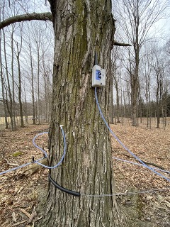 Taps on maple trees