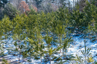 Private Lands Forestry image of trees