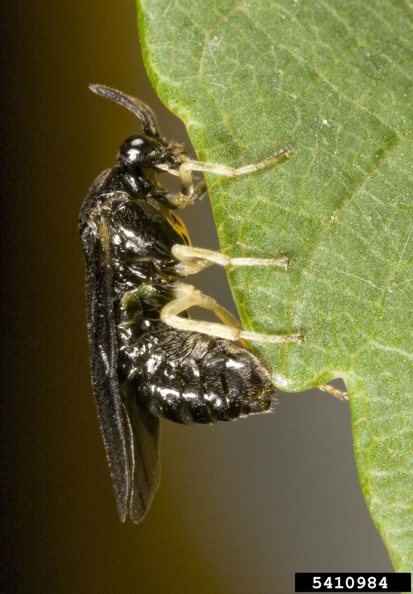 Photo of elm zigzag sawfly adult