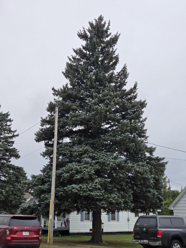 Large 60-foot spruce.