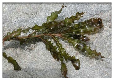 Curly leaf pondweed, an invasive species, by Leslie J Mehrhoff University of Connecticut