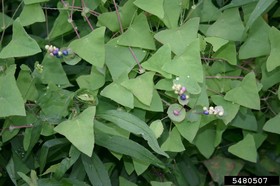 Mile-a-minute weed is a vine that can be identified by its triangular leaves and spikes of blue, pea-sized fruit. Photo courtesy of Leslie J. Mehrhoff, University of Connecticut, Bugwood.org.