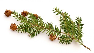 Hemlock twig