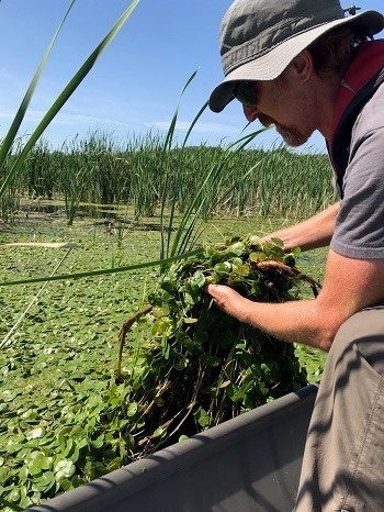 Aquatic biologist Tom Alwin removes European frog-bit from backwater area.