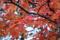 Autumn leaves on trees in the Pigeon River Country State Forest. Credit: DNR