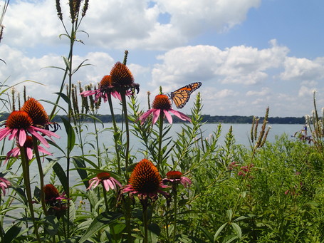 Native flowers and monarch butterfly along the shoreline of an inland lake