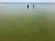 Cyanobacteria bloom in July 2020 at Wenona Beach on Saginaw Bay, Lake Huron.