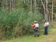 Herbicidal spraying with proper permits is one way to control invasive phragmites in Michigan.