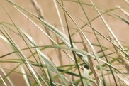 Tall grass at Sleeping Bear Dunes National Lakeshore