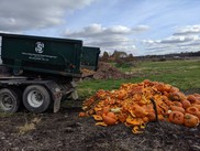 Pumpkin dump collected for composting at Michigan State University in 2019. (Courtesy of MSU.)