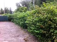 Invasive knotweed growing along a fence in Grand Traverse County. Photo courtesy of Northwest Michigan Invasive Species Network.