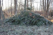 Brush pile made from storm debris to create a wildlife habitat.