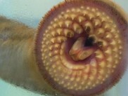 A closeup of an invasive sea lamprey's mouth, showing the circular rows of teeth used to such blood from fish. 