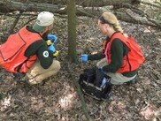 Certified pesticide applicators prepare to inject an infested hemlock tree with pesticide.