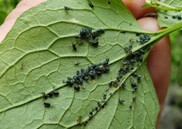 A hand holding a garlic mustard leaf, showing the underside where dozens of small, dark aphids congregate along the veins.