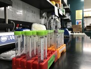 Laboratory benchtop with test tubes on it. 