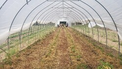 long row of crops covered with frame and plastic