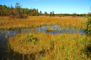 A wetland in southwest Michigan.