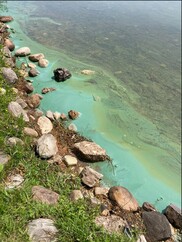 Harmful algal bloom on Lake Cadillac in June 2023.