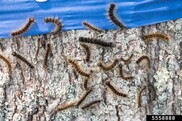 Spongy moth caterpillars climbing on a tree trunk, with four stuck on blue tape wrapped around the trunk.