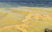 Pollen on large lake in Michigan.